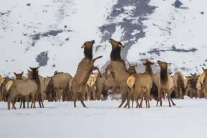 Tour image of Private Sunset 4-Hour Grand Teton Wildlife Adventure