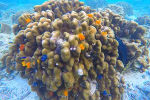Tour image of Snorkel Trip to Koh Nangyuan and Bays of Koh Tao By The Oxygen
