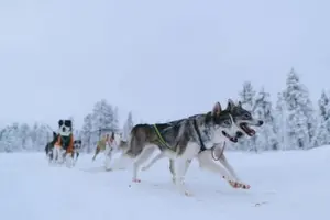Tour image of Discover Dog Sledding with Traditional Arctic Lunch in Kiruna