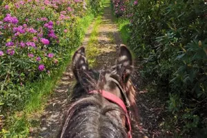 Tour image of Killarney National Park Horseback Ride. Co Kerry. Guided. 2 hours.
