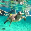 Image of Wildlife Watching