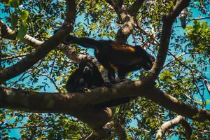 Tour image of Jungle Safari in Playa Samara
