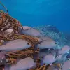Image of Freediving