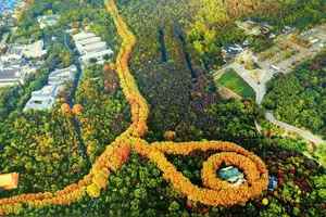Tour image of Flexible Private Nanjing Independent Tour