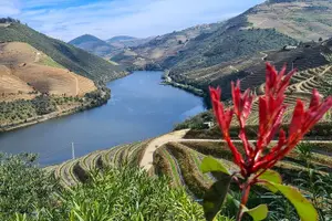 Tour image of Douro Valley Private Tour (winery + boat + viewpoint)