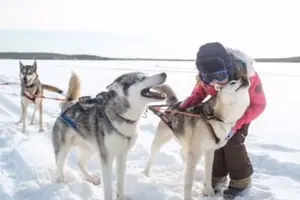 Tour image of Self-Drive Dog Sledding Safari and Farm Visit near Rovaniemi