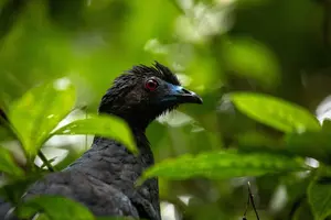 Tour image of Birdwatching in Monteverde
