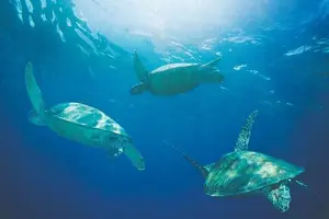 Tour image of Waikiki Catamaran Snorkel Sail with Lunch: Turtles Guaranteed