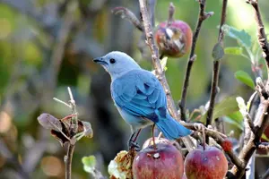 Tour image of Birding tour Curi cancha