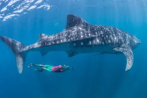 Tour image of Oslob Whale Shark Snorkeling & Pescador & Sardine Run & Turtle