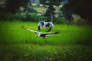 Image of India