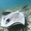 Image of Swimming