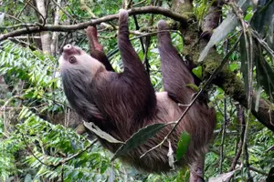 Tour image of Arenal Volcano, La Fortuna Waterfall, Hot Springs Combo Tour with Lunch & Dinner