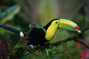 Tour image of Tortuguero: Canoe tour + Night Jungle or Spawn Turtle