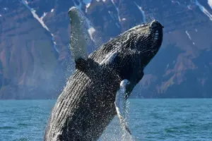 Tour image of Traditional Whale Watching from Húsavík by Local Family Company