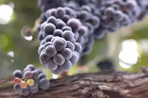 Tour image of PRIVATE All-Inclusive 3-Winery Tour Santa Ynez/Solvang/Buellton