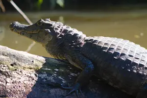Image of Costa Rica
