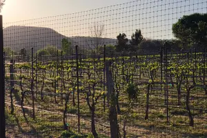 Tour image of Private Wine Tour, Voted best in town, Tastings Included!