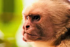Tour image of Manuel Antonio Park Tour and its Amazing Wildlife and Beaches