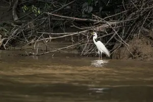 Tour image of Sukau Rainforest Wildlife and Dawn Cruises Tour in Sandakan