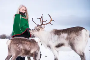 Tour image of Reindeer visit, and Sami Culture Including Lunch from Tromso