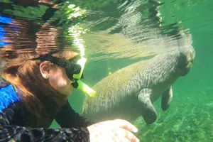 Tour image of VIP Private Boat Manatee Snorkel Tour with In-Water Guide and Photograper