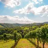 Image of Wine Tastings