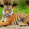Image of Zoos & Wildlife Parks