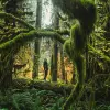 Image of Nature Walks