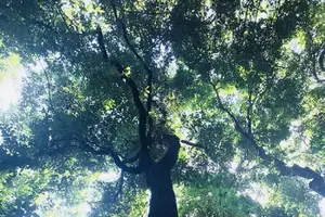 Tour image of Khaosok Jungle Exploration from Khaolak