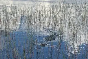 Tour image of Everglades Airboat Safari Adventure with Transportation