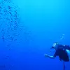 Image of Freediving