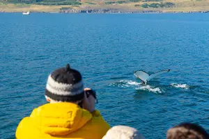 Tour image of 100% Whale Watching