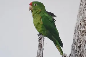 Tour image of Resplendent Quetzal-Tucans- Tropical Birdwatching Tour Monteverde