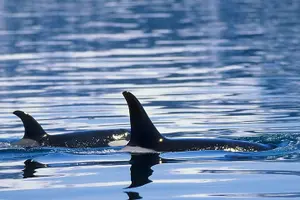 Tour image of Juneau Whale Watch Adventure