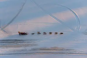 Tour image of Sunrise Zen Husky Tour (10:00 to 13:00 - sitting on the sled)