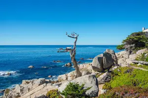 Tour image of 17-Mile Drive Self-Guided Audio Tour from Monterey & Carmel