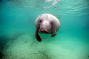 Tour image of Small group Manatee Tour with In-Water Divemaster/Photographer