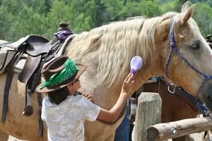 Tour image of Teton View Horse Riding with Lunch