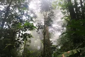 Tour image of Monteverde Private Guided Afternoon Nature Walk
