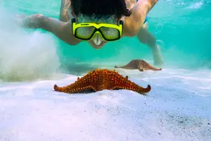 Tour image of Private Stingray City Snorkeling Half Day Charter for 10 Guests