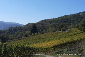 Tour image of Safari-Tour Villages and vineyard, 1/2 day afternoon