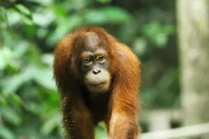 Tour image of Day Trip Sepilok Orang Utan & Bornean Sun Bear (Flight Excluded)