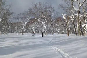 Tour image of Snowshoe Hike Tour from Sapporo