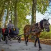 Image of Horseback Riding