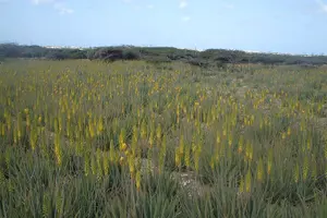 Tour image of Made in Aruba Sightseeing Tour