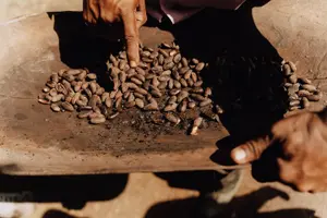 Tour image of Chocolate Experience by Bribri Indigenous Culture