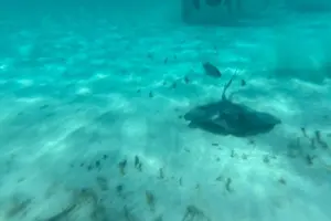 Tour image of Bahamas Sea Scooter Snorkeling Adventure