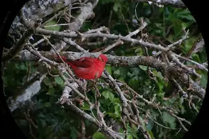 Tour image of Monteverde Cloud Forest Tour with a Certified Tour Guide