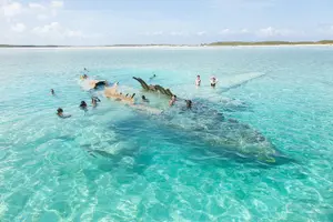 Tour image of Experience The Exumas and the World Famous Swimming Pigs